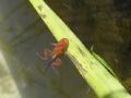 Discoglossus sardus
